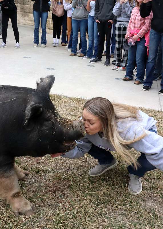 Faith Hatcher kissing the pig after the penny war. Photo by Abby Jones